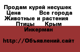 Продам курей несушек › Цена ­ 350 - Все города Животные и растения » Птицы   . Крым,Инкерман